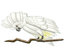 cockatoo imatges-animades-gif